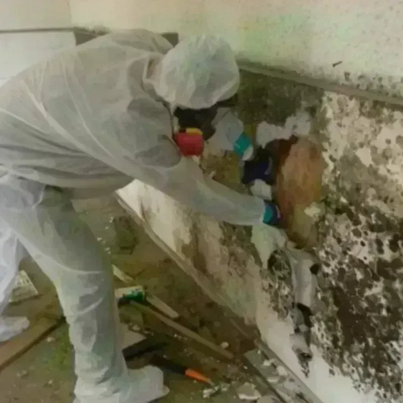 Mold Remediation and Removal in Green County, KY